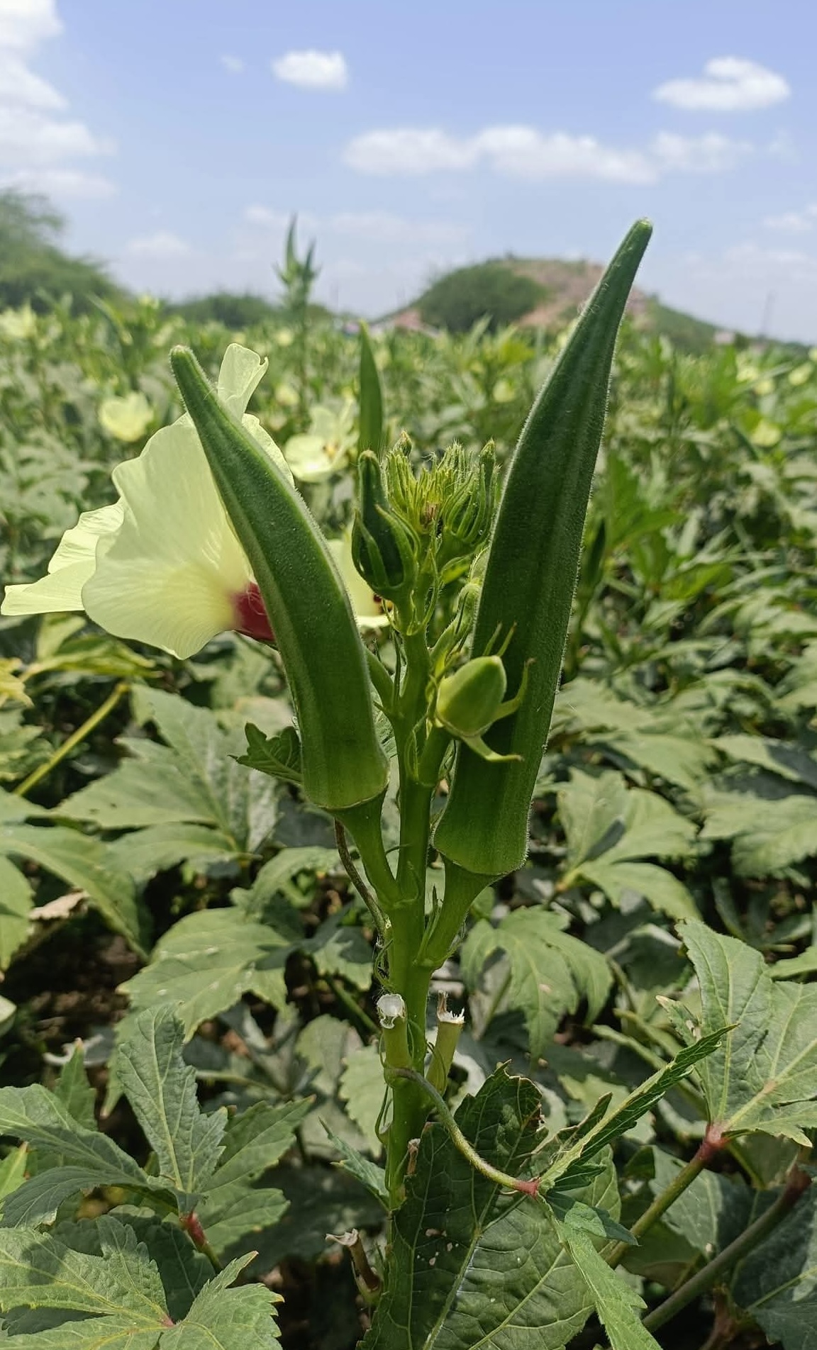 Veera